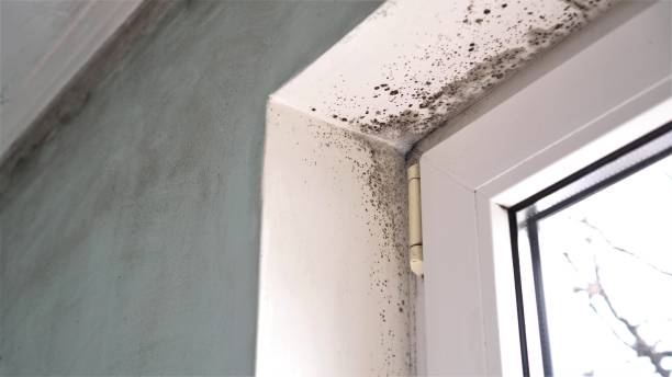  New Haven, CT Mold Removal Pros