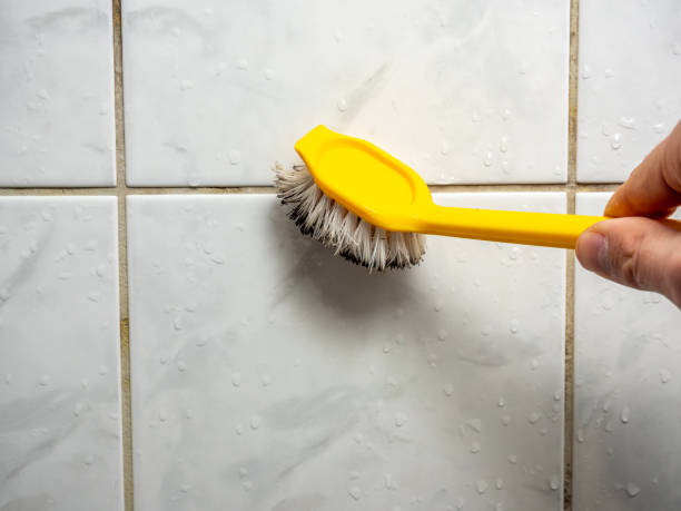 Best Black Mold Removal  in New Haven, CT