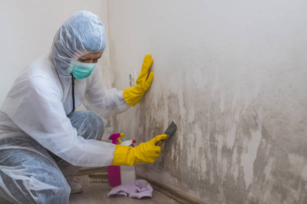 Best Mold Testing  in New Haven, CT