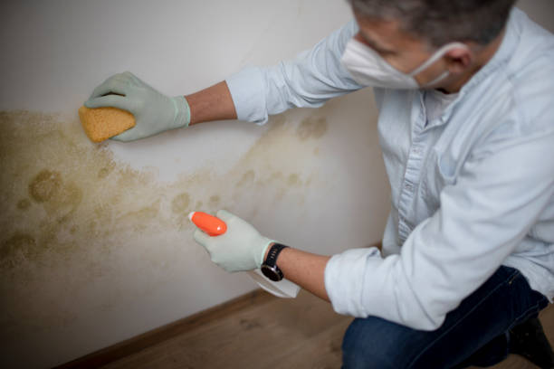 Attic Mold Removal in New Haven, CT