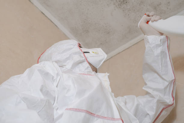 Best Attic Mold Removal  in New Haven, CT