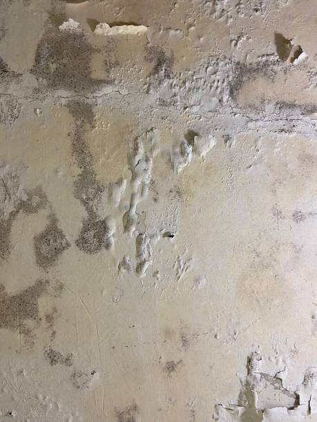 Best Same-Day Mold Removal  in New Haven, CT