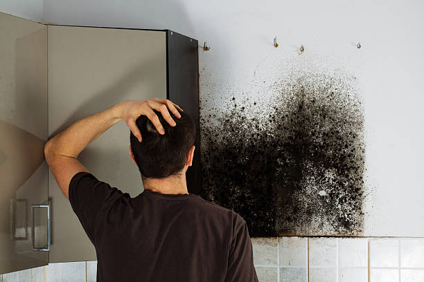 Best Best Mold Removal Companies  in New Haven, CT