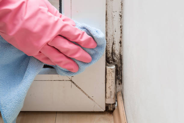 Best Residential Mold Removal  in New Haven, CT