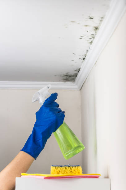 Best Home Mold Removal  in New Haven, CT