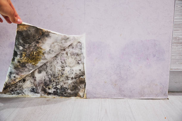 Trusted New Haven, CT Mold Removal Experts